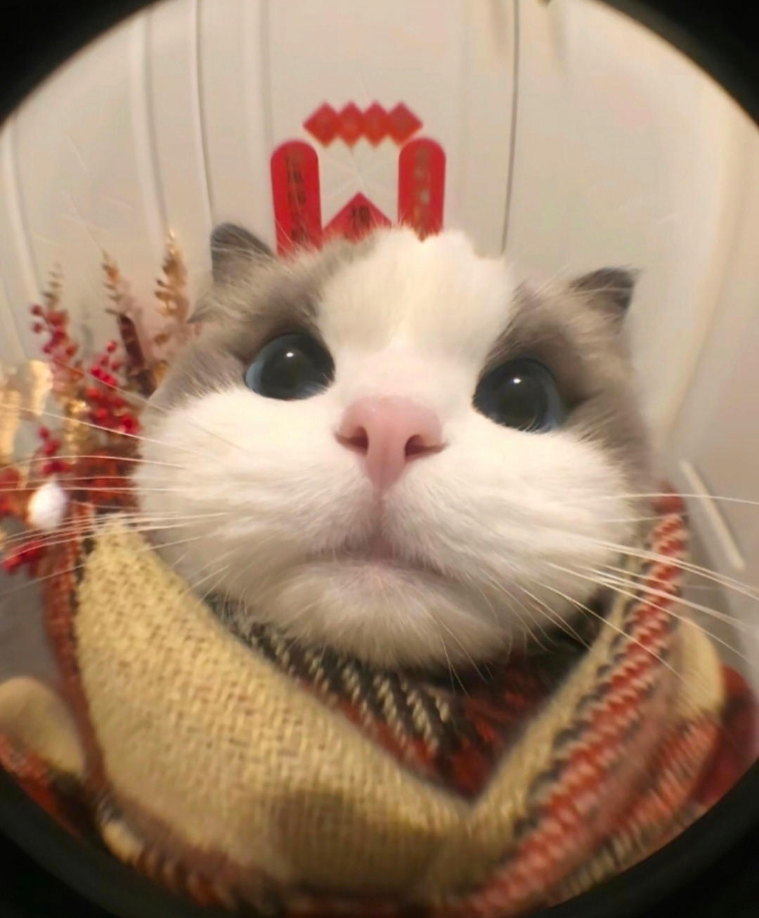 小黑黑呀嘿