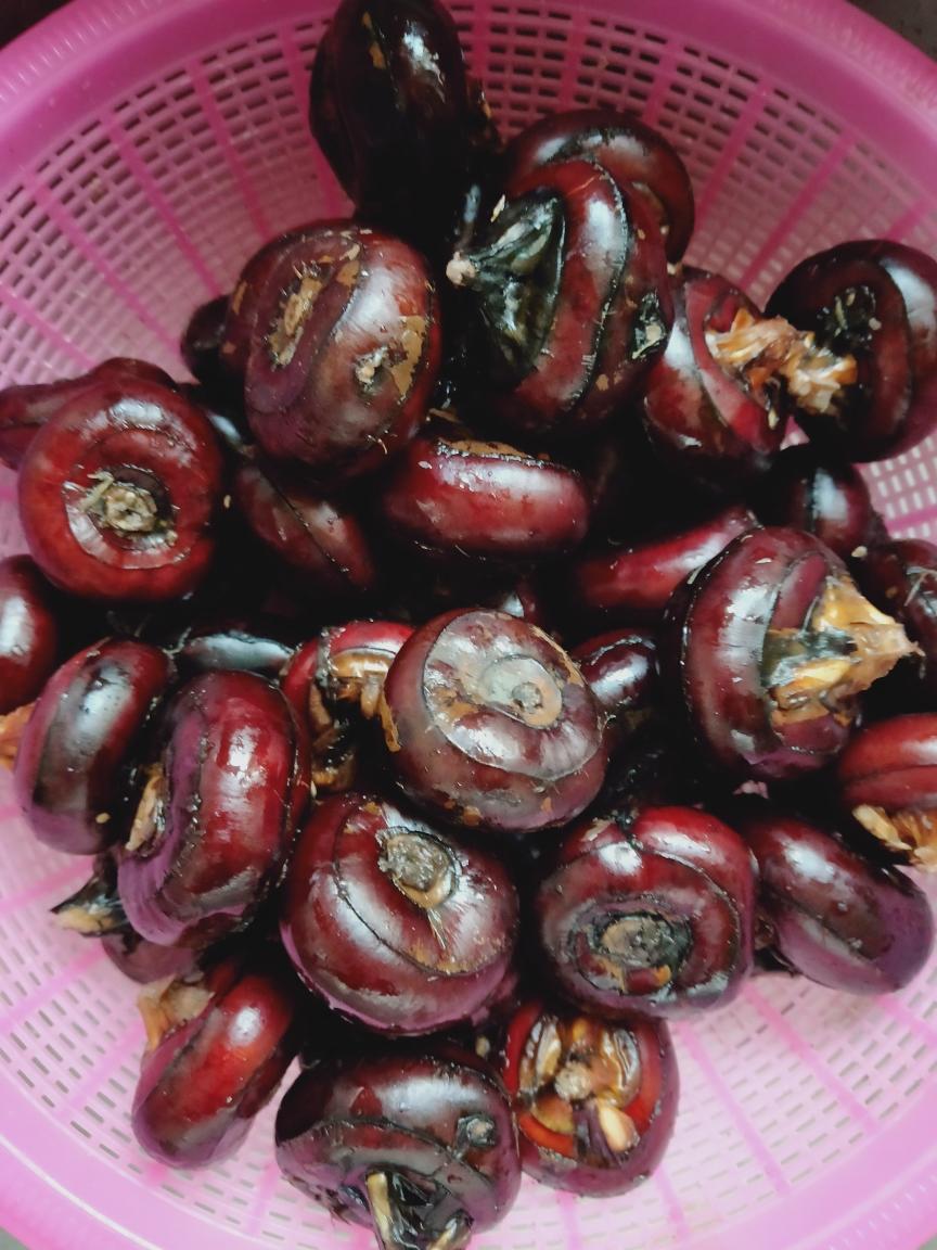 荸荠饺子  荸荠内丸