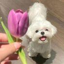 学做菜的泡泡鱼