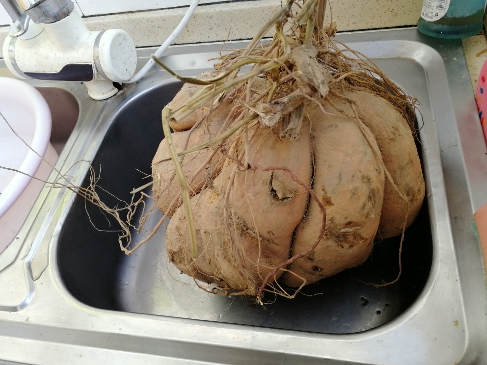 如何烤制巨型山芋的做法 步骤1