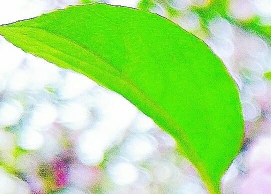 学拍照从绿叶开始的做法