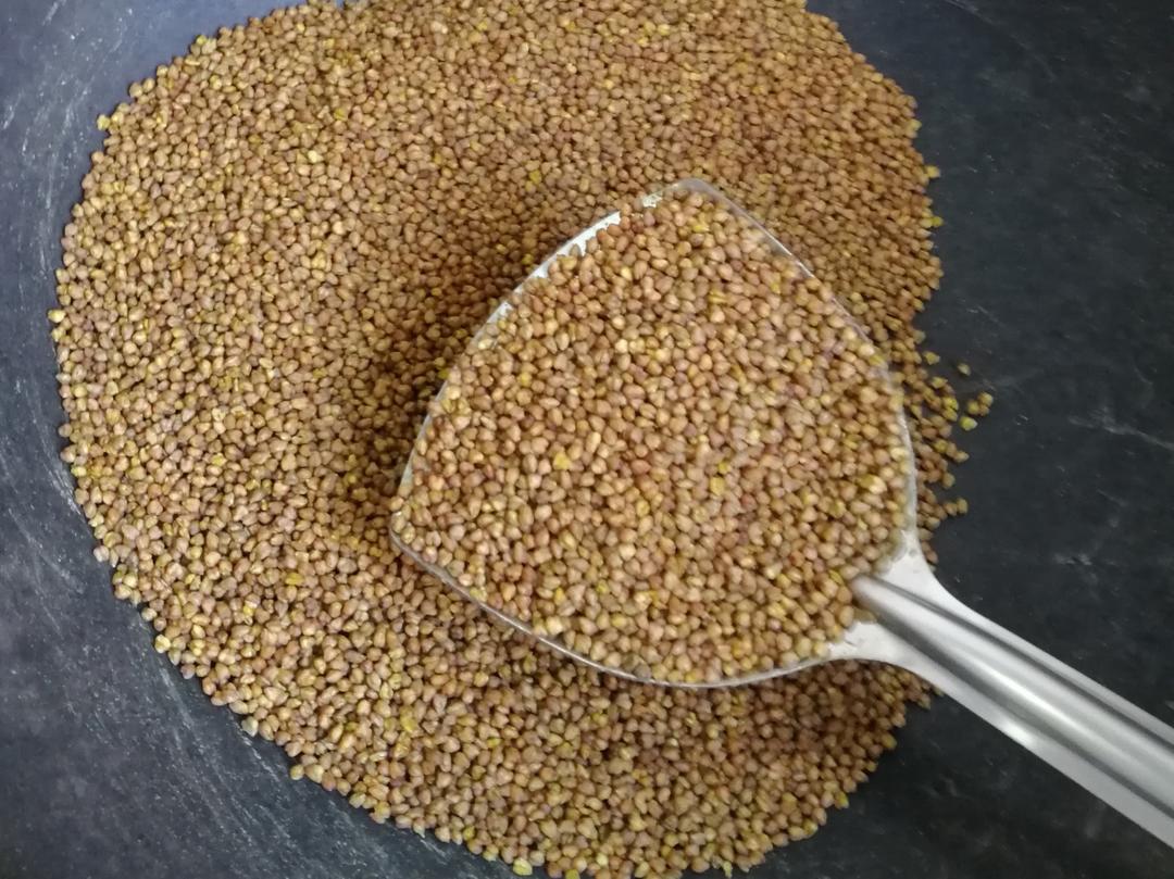 自制降糖苦荞茶