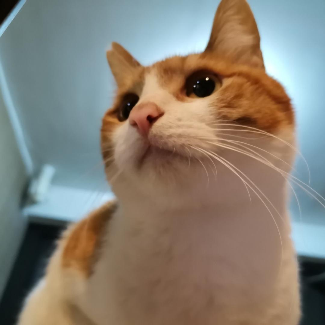 小小鹿酱-