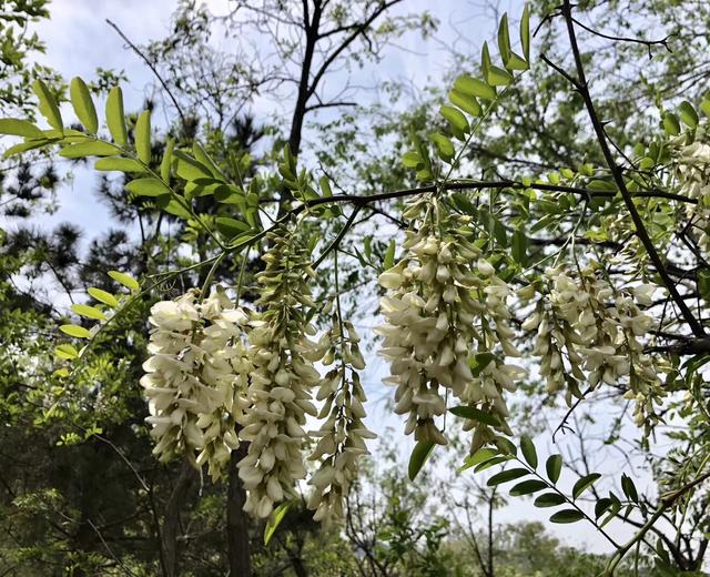 槐树花蛋饼