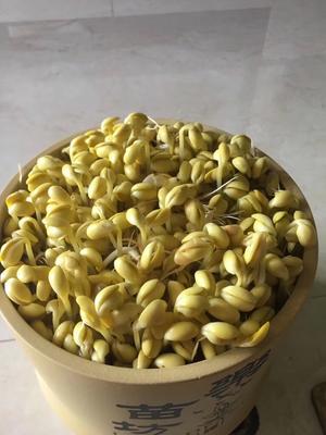 自发黄豆芽的做法 步骤4