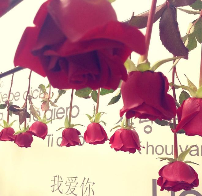 玫瑰花变干花永远保存你的爱的做法