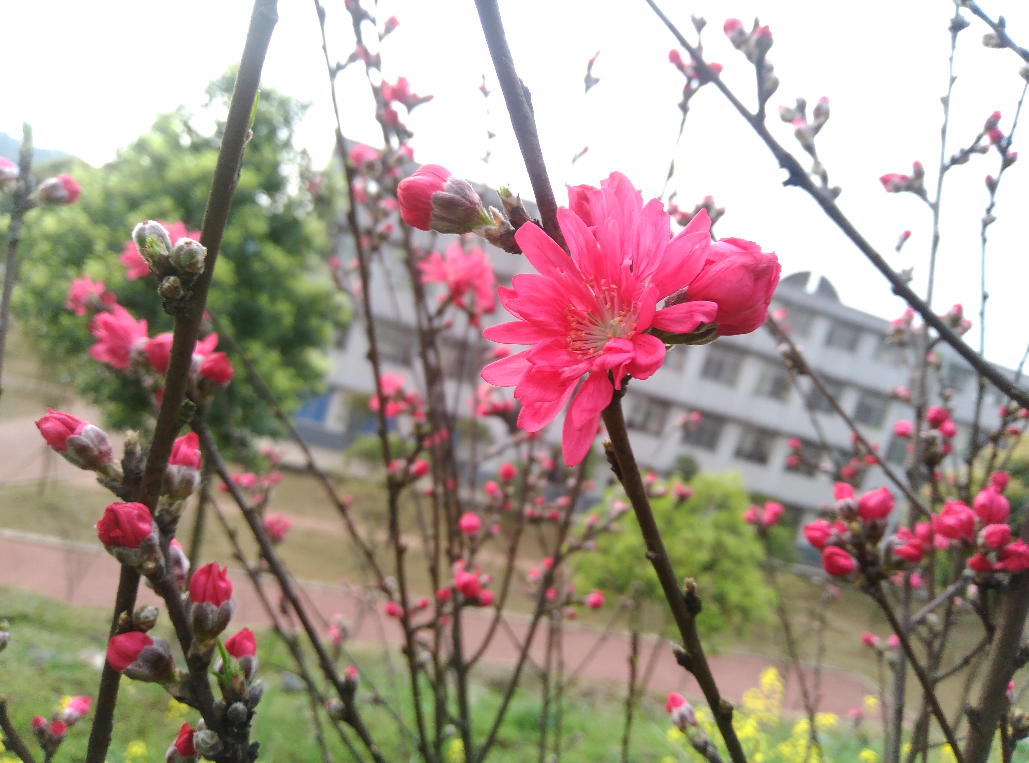 清树7857