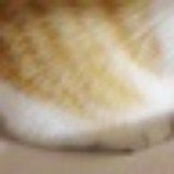 厨渣菠萝包