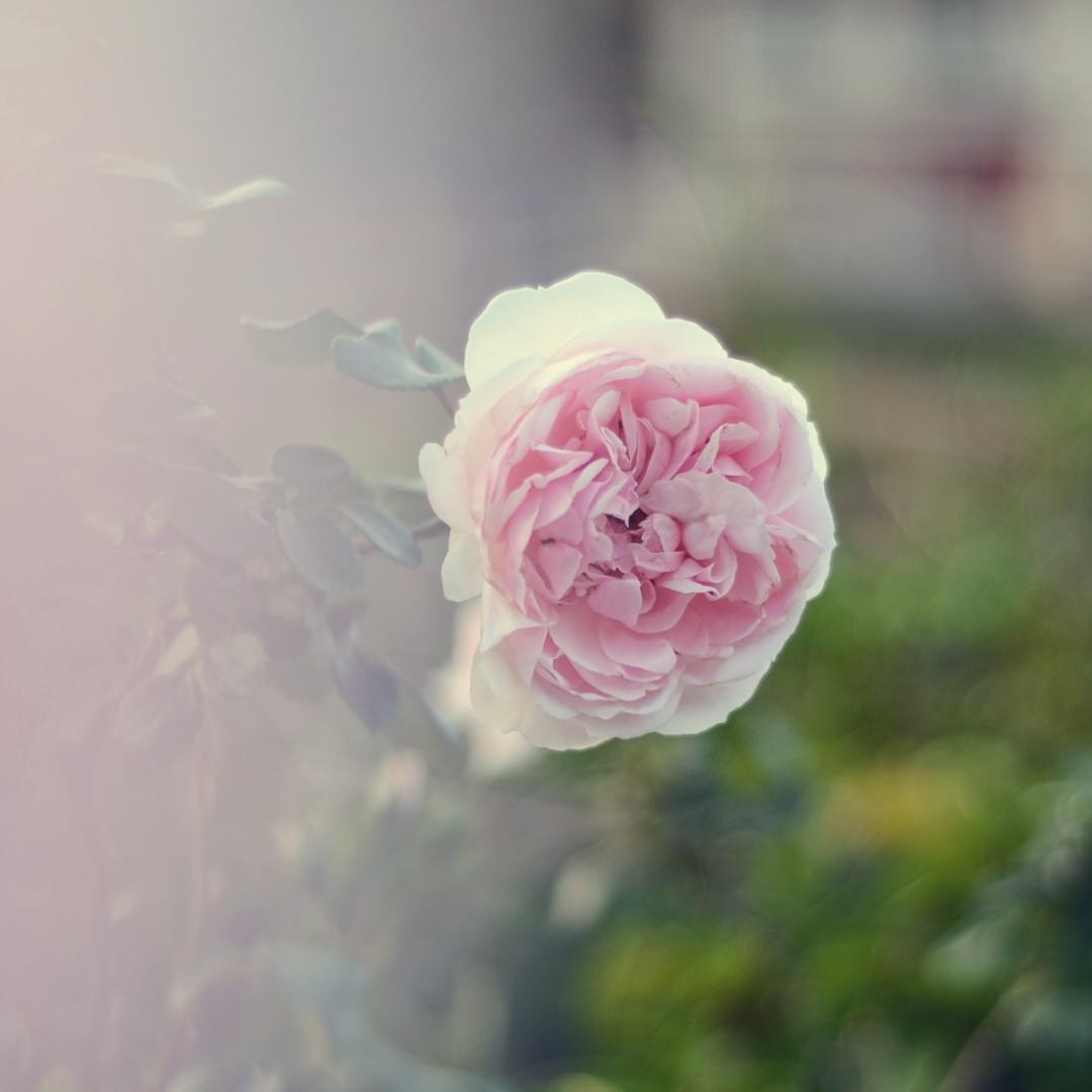 春暖花开6516
