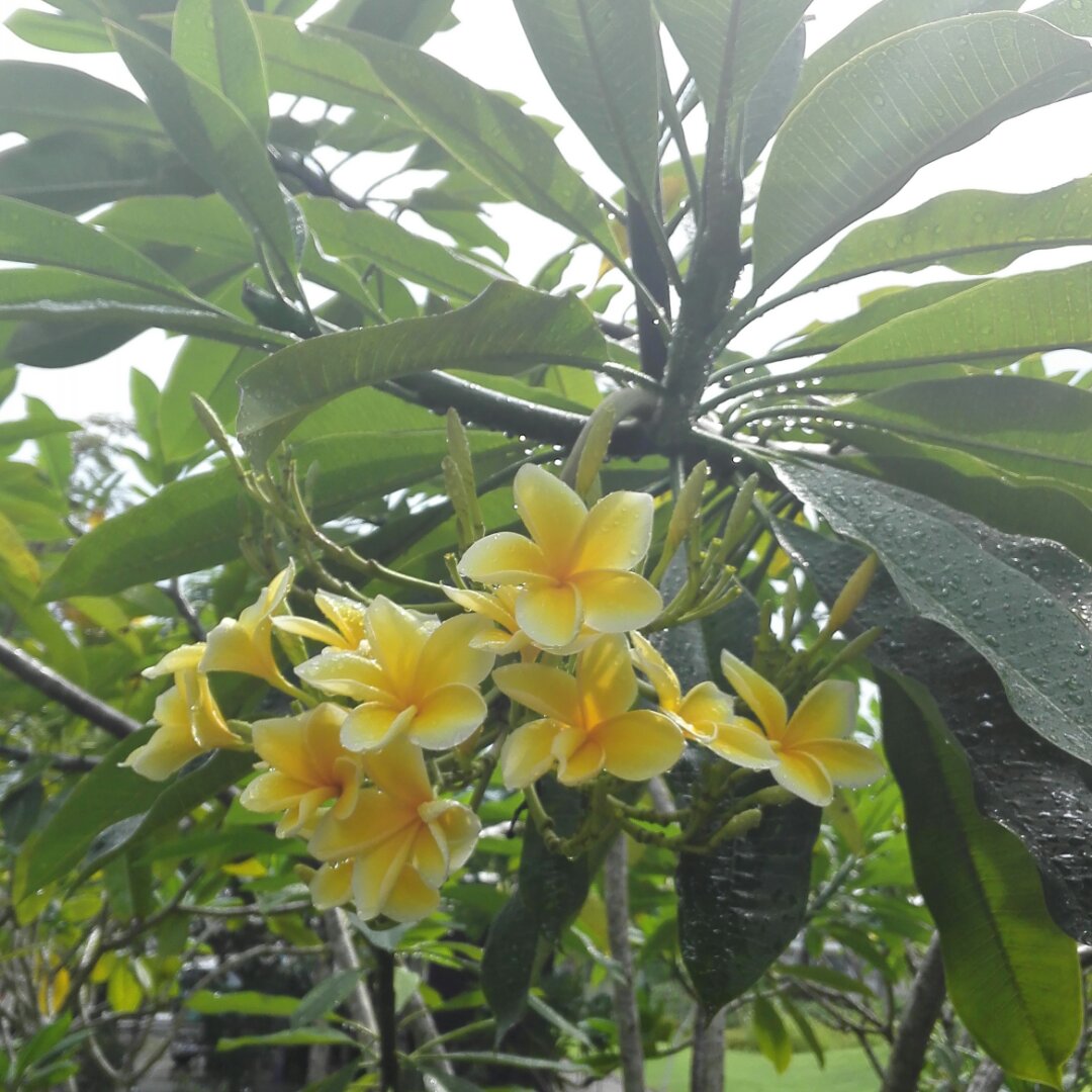 虫虫吃露水