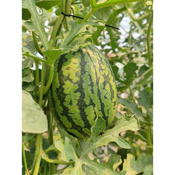 瓜果蔬菜养成记