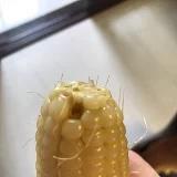 大马猴满当当