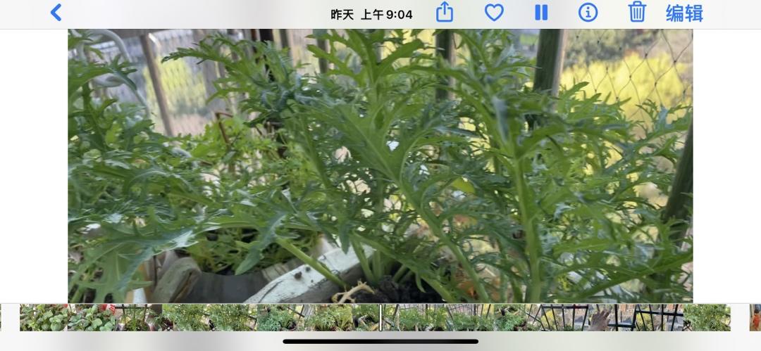 盐雪菜