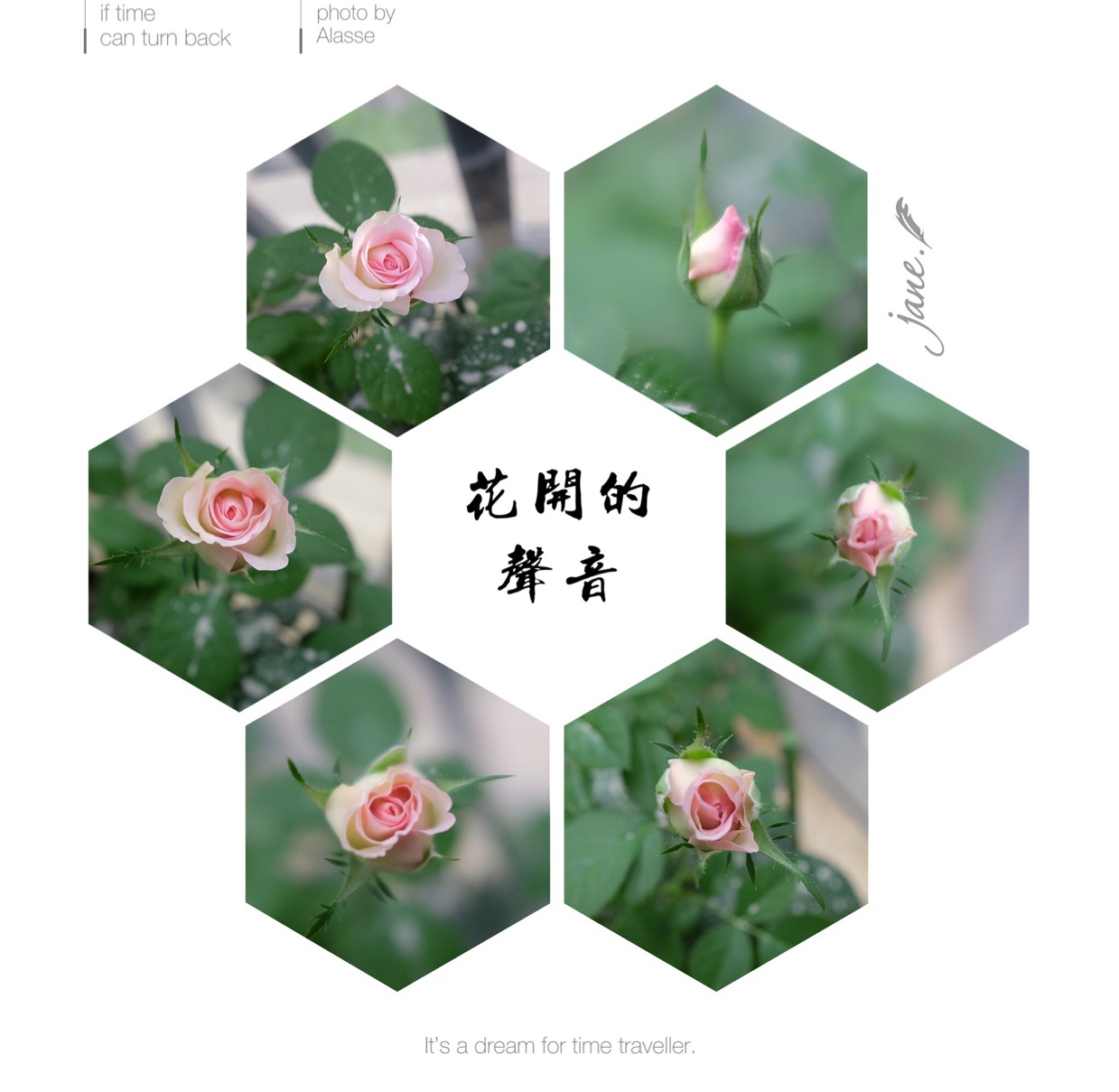 就像花一样开，灿烂又美好