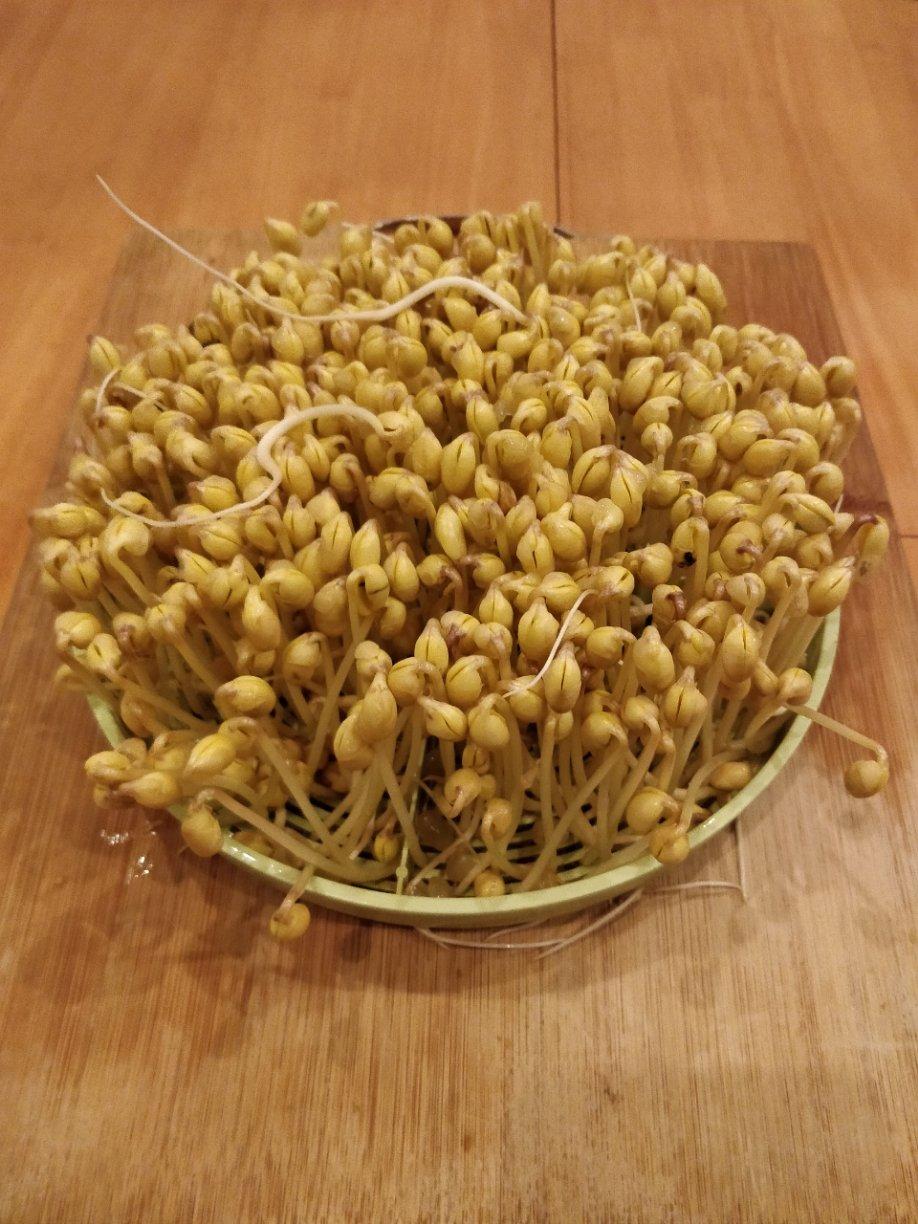 豆芽机发豆芽