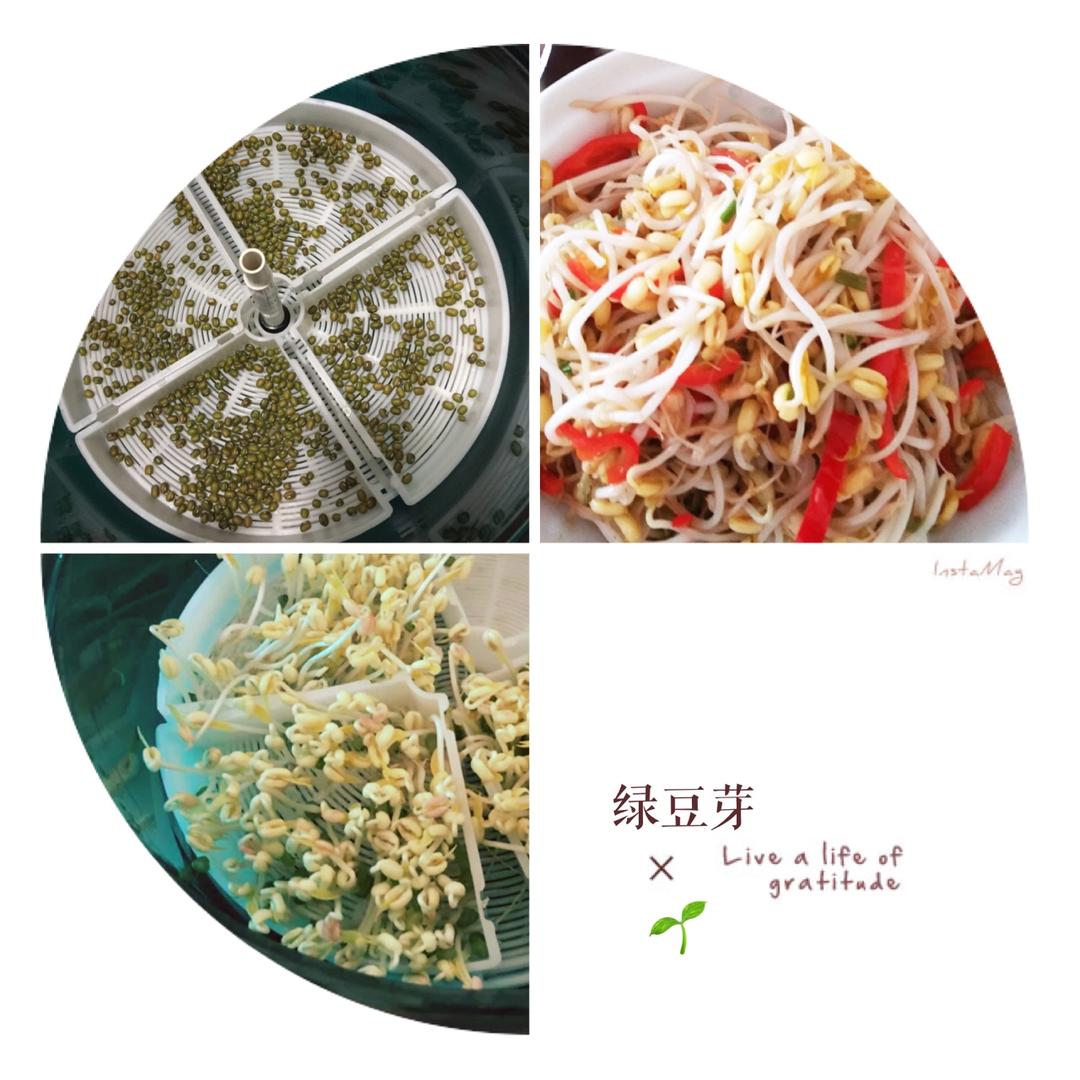 自制豆芽