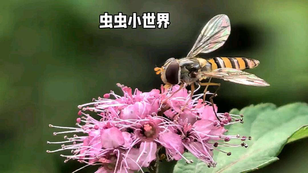 爱美食爱摄影