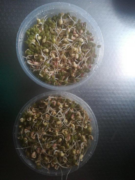 自发豆芽（可乐瓶发豆芽0失败！）