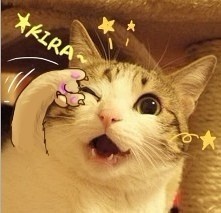 coki_cat