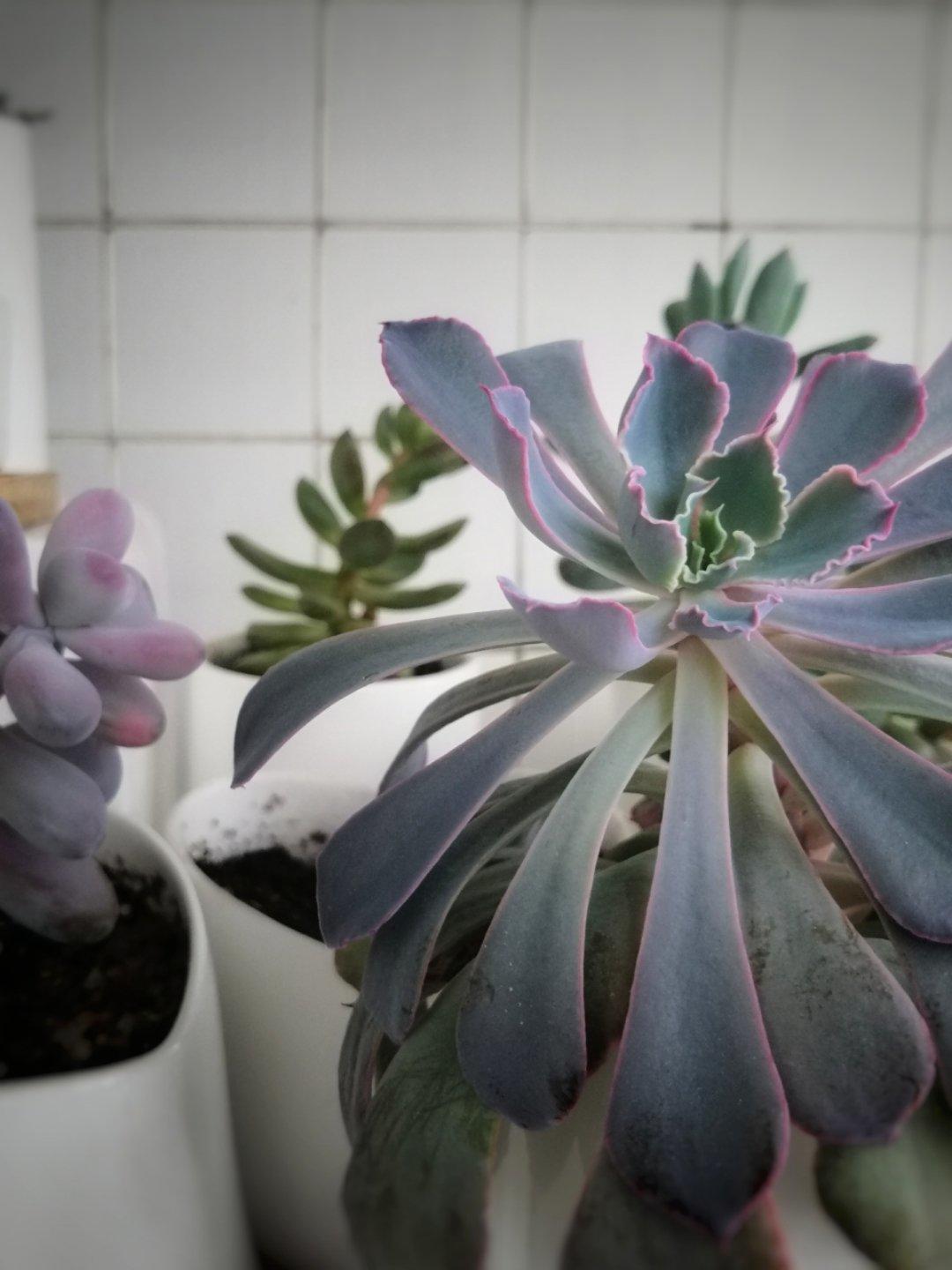 雷的小花园