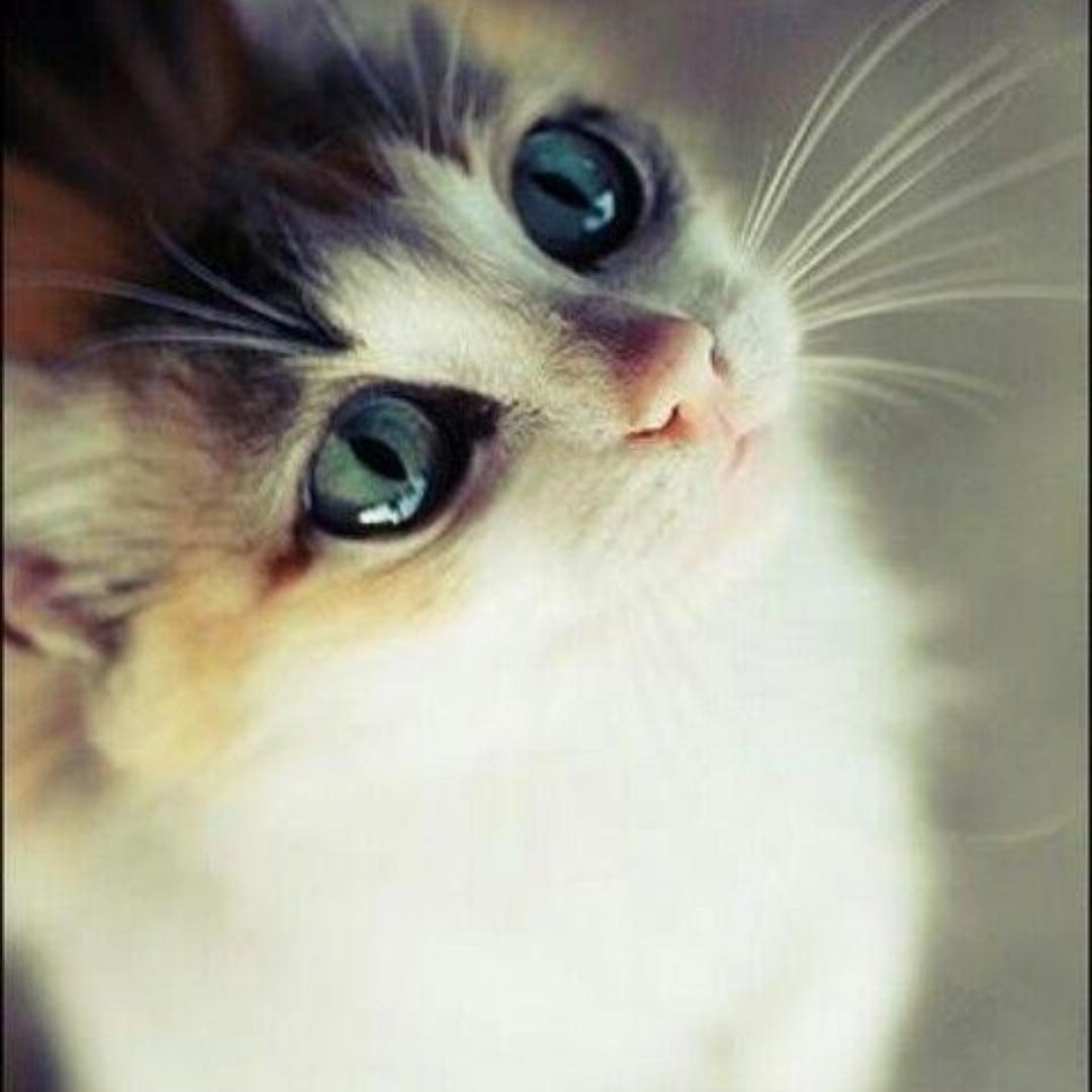 叫喵喵的小可爱