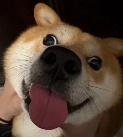 苹果樱桃红茶（纯泡版）