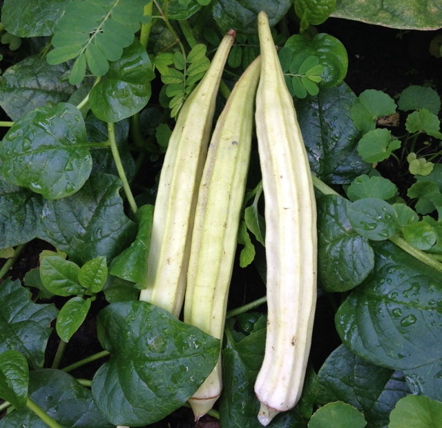 aisn2分享作品早餐612016年7月5日隔壁二哥家种的白秋葵!