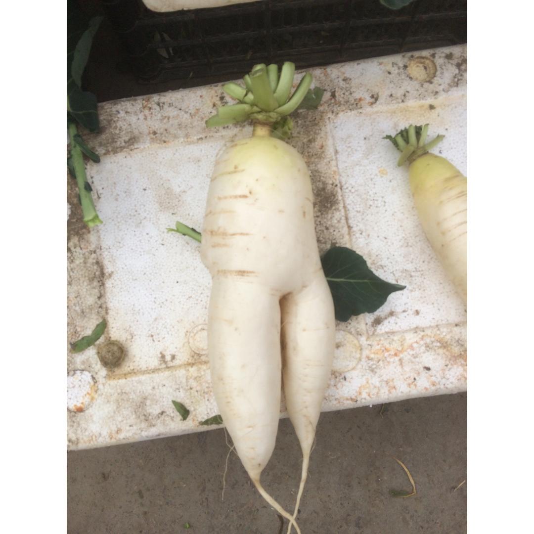 兔子-165分享作品 2016年12月14日两条腿的萝卜iphone 拍摄于