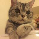 红猫蓝兔