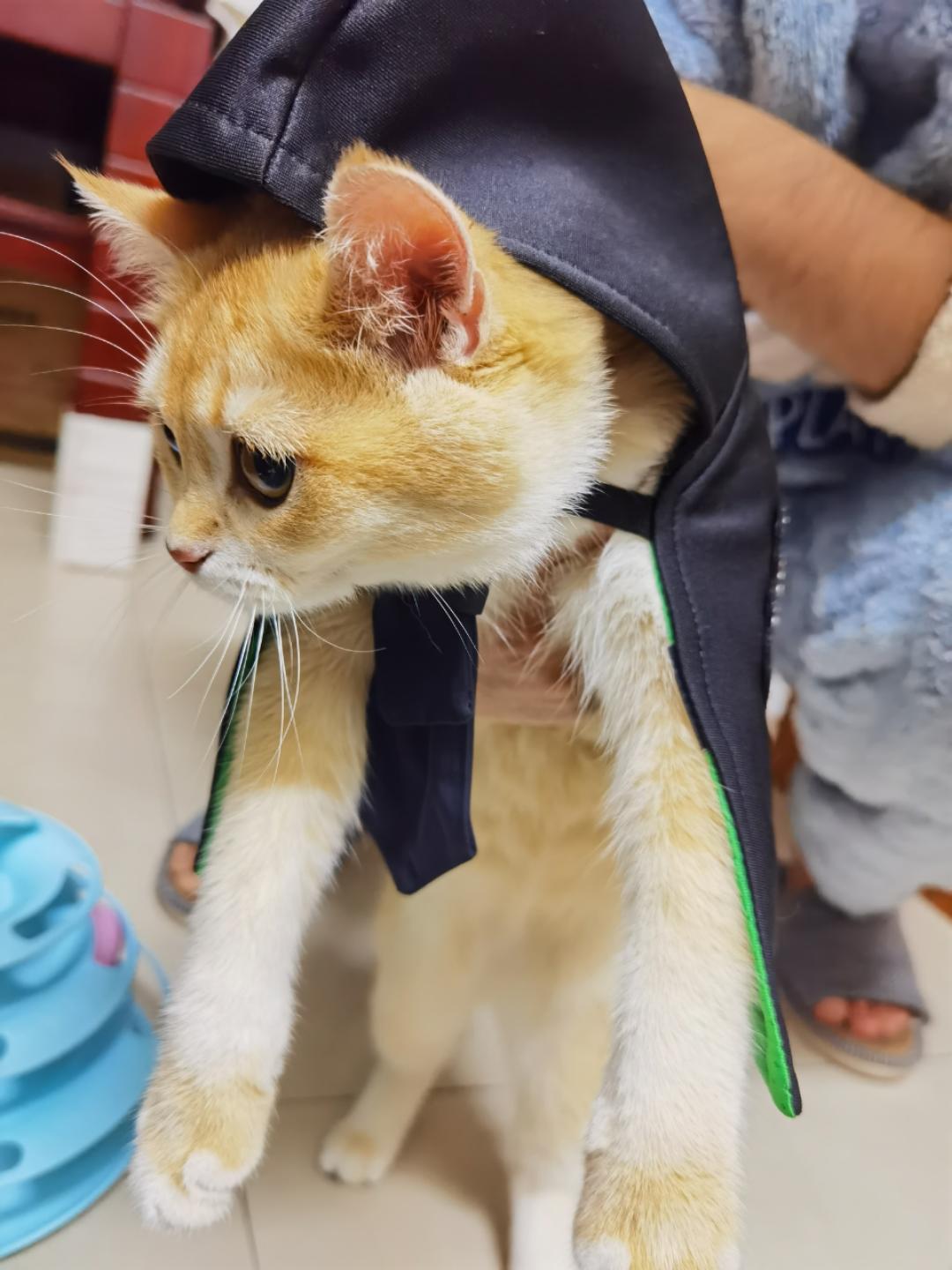 陵辛有小猫咪啦