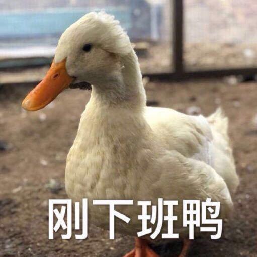金鱼妹子Eva