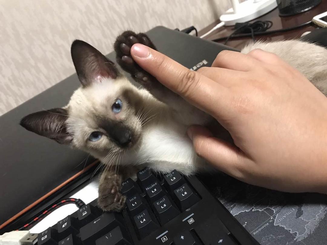 肉肉的自制记录