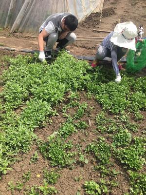 茴香花生米的做法 步骤2