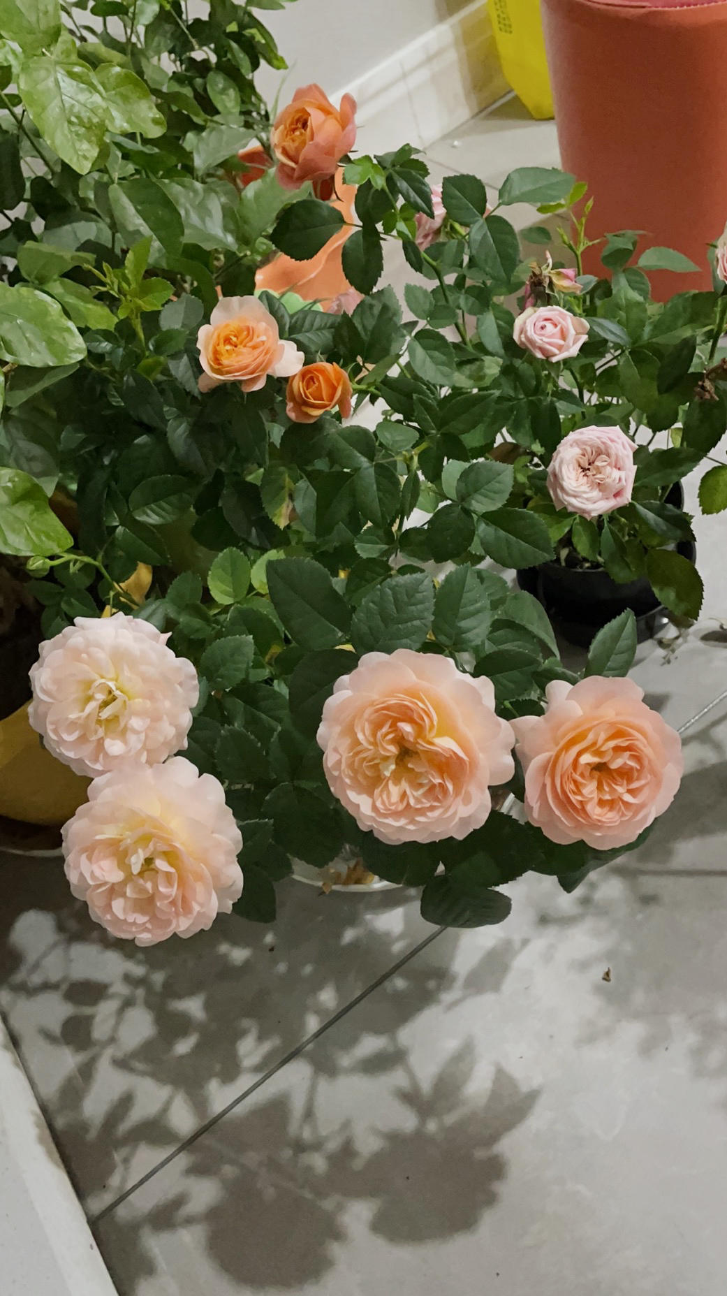 下厨房用户_qmch的厨房