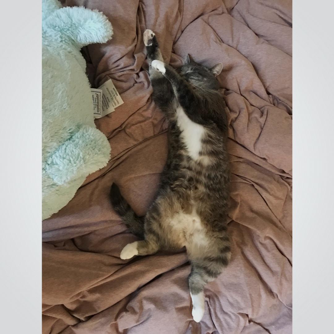 LBunnyA