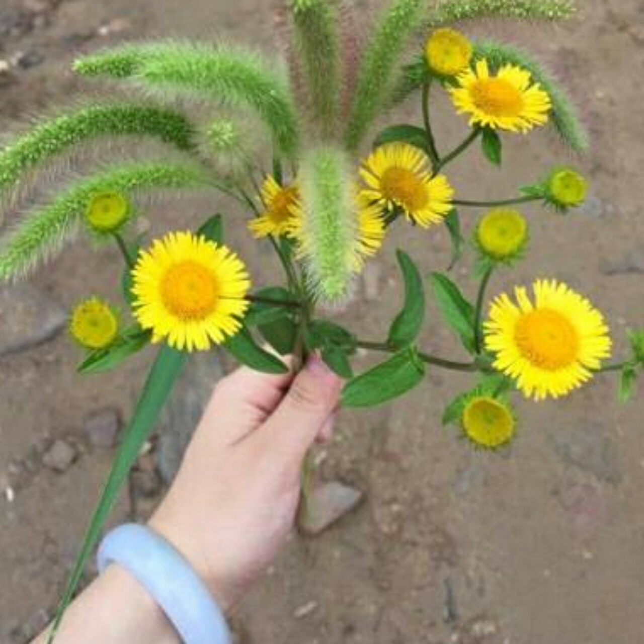 小小小-------菲呢