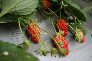 草莓酸奶盆栽的做法 步骤1