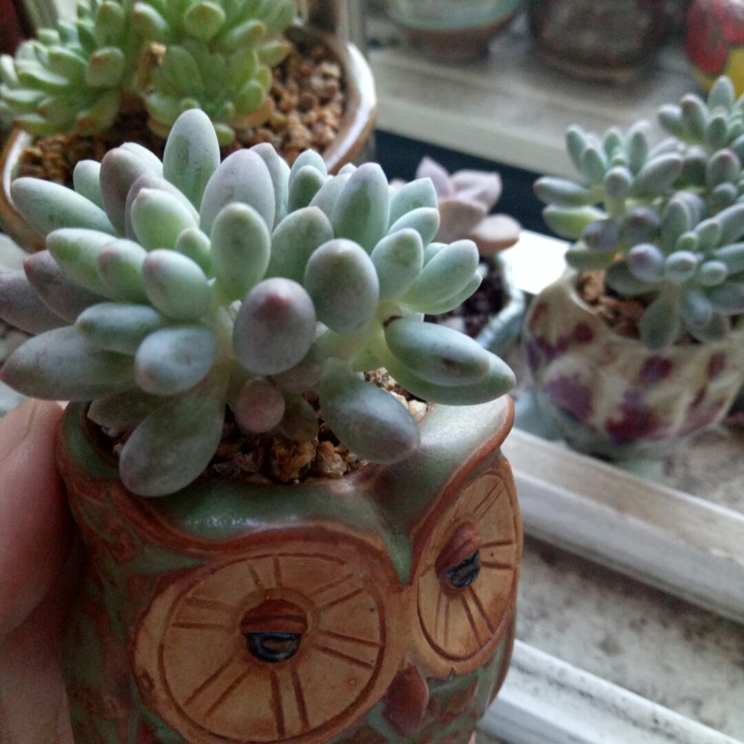 星星的嫲嫲