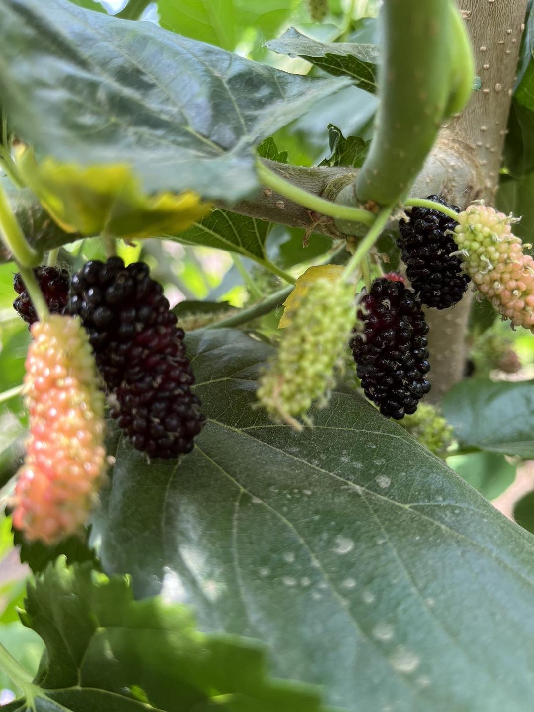 橙香鸡蛋杯【5-6月北鼎养生壶食谱】