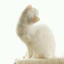 久久是像猫一样的女子