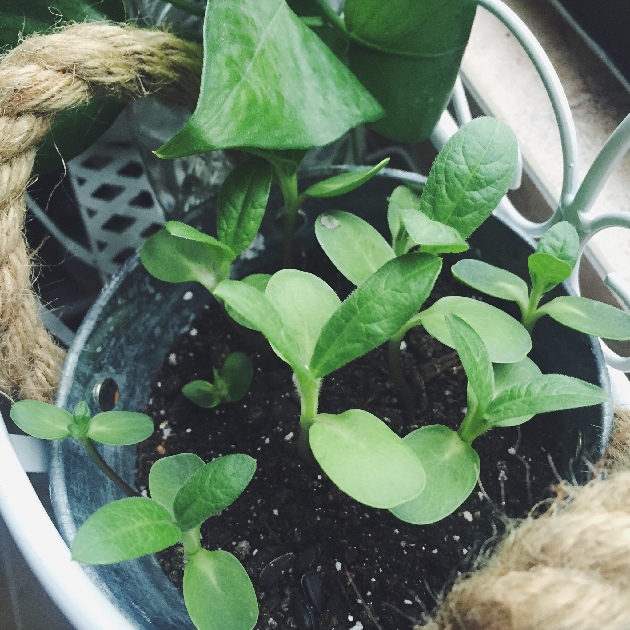 生菜（色拉用）生长记