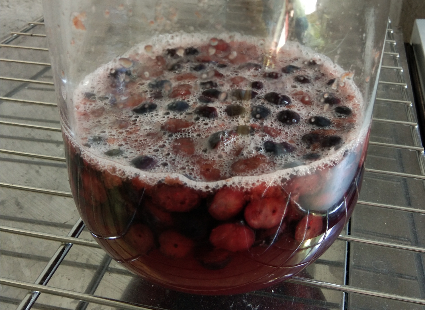 喂养新鲜水果酵母的做法 步骤3