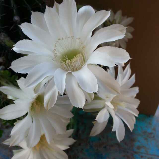 Penny芳
