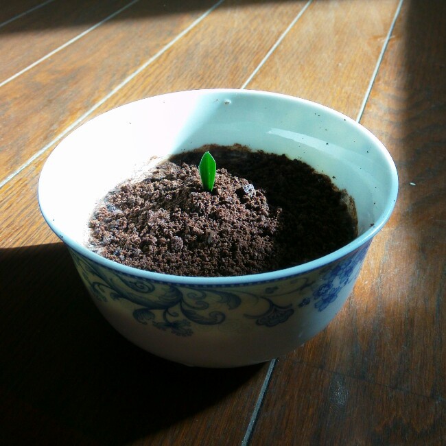 酸奶盆栽/继续延续小清新风/治愈系甜品