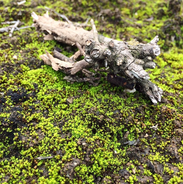 第二春（植物版）