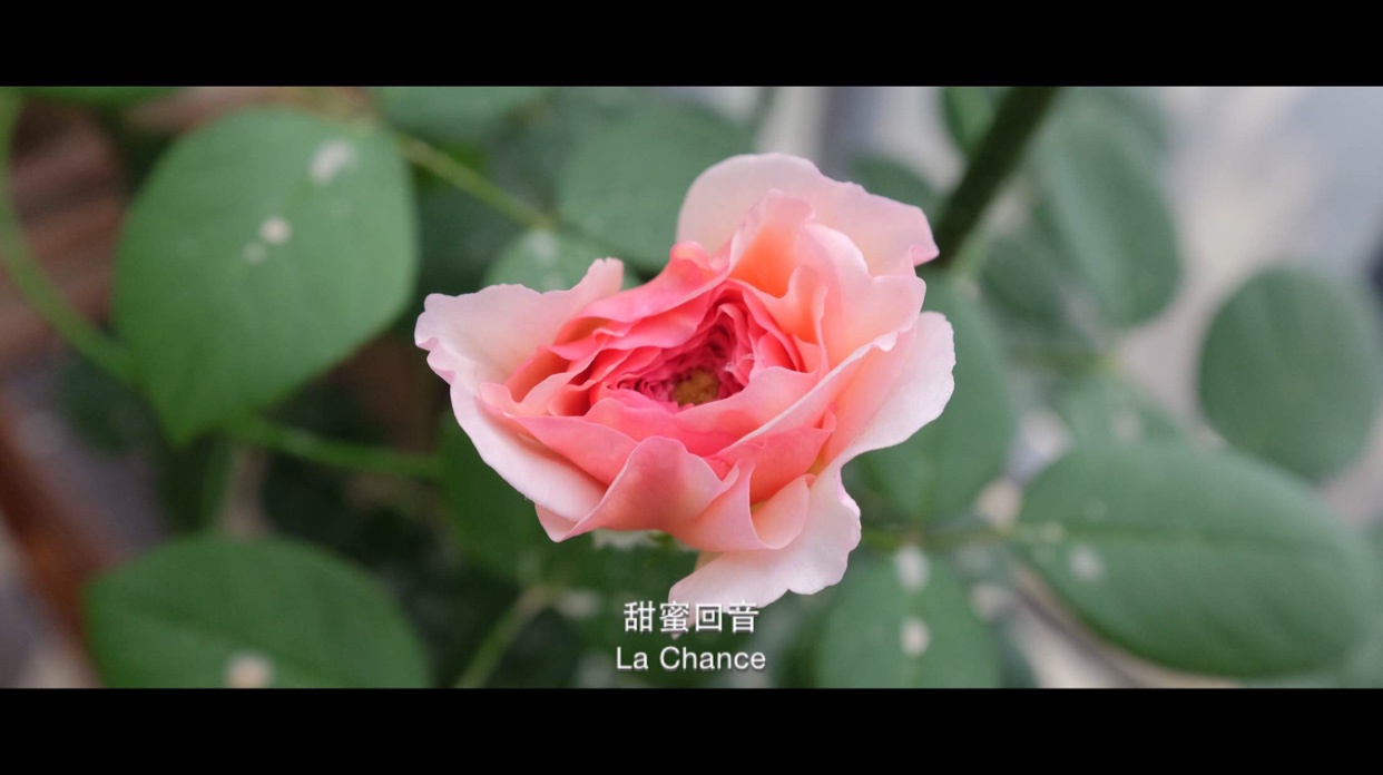 就像花一样开，灿烂又美好