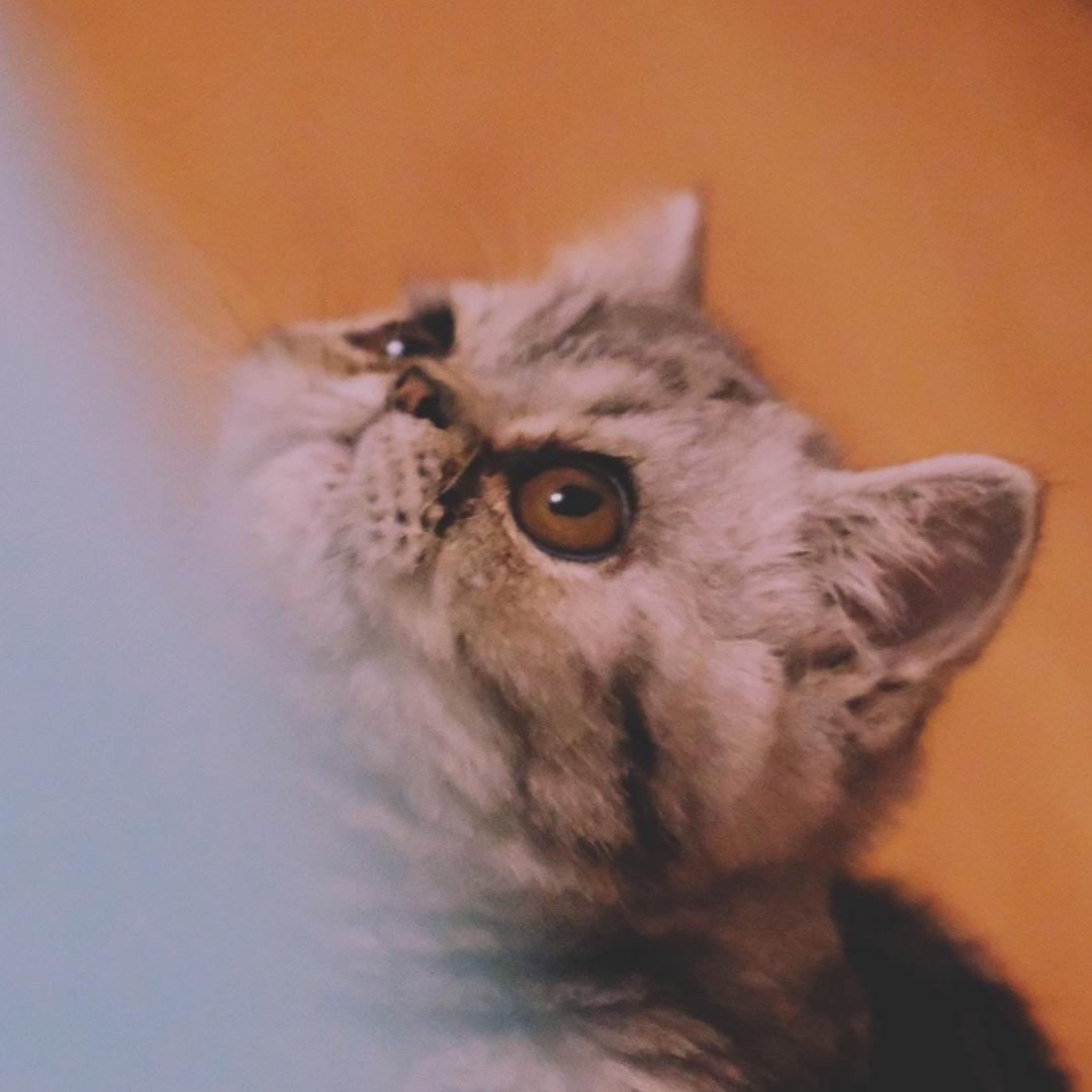 想减肥又爱吃的纠结猪