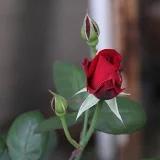 春江水暖鴨先吃