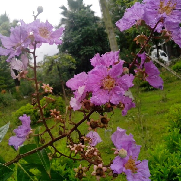 美丽一角