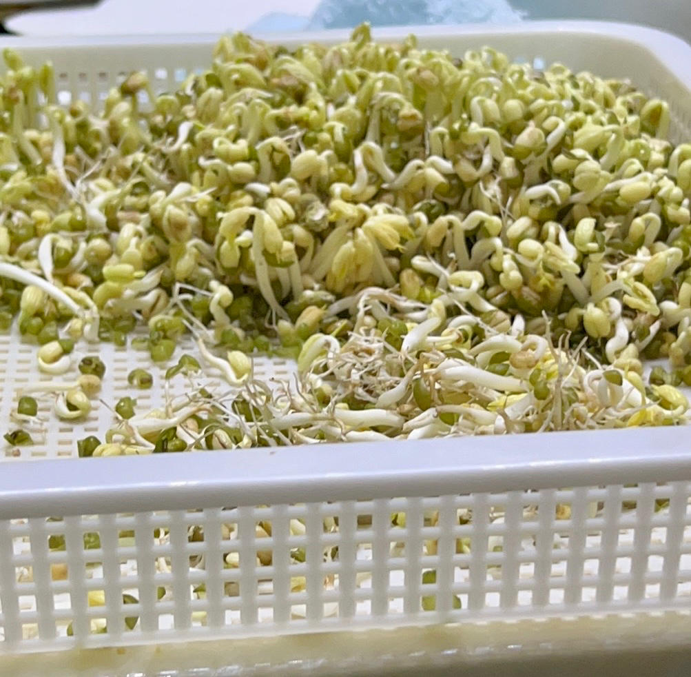 自发绿豆芽/自生豆芽/自制豆芽
